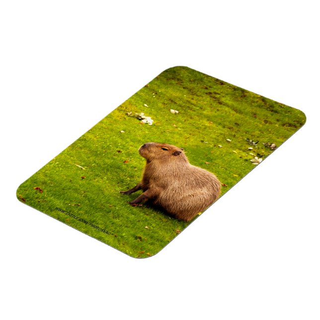 Magnet Flexible Capybara (Côté Gauche)