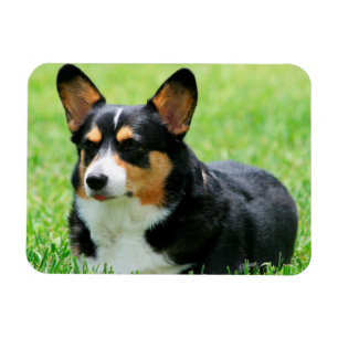 Magnet Flexible Cardigan Welsh Corgi