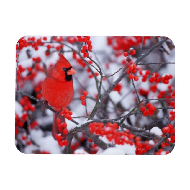 Magnet Flexible Cardinal du Nord, Hiver, IL (Horizontal)