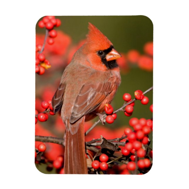 Magnet Flexible Cardinal du Nord sur le canneberge commun (Vertical)