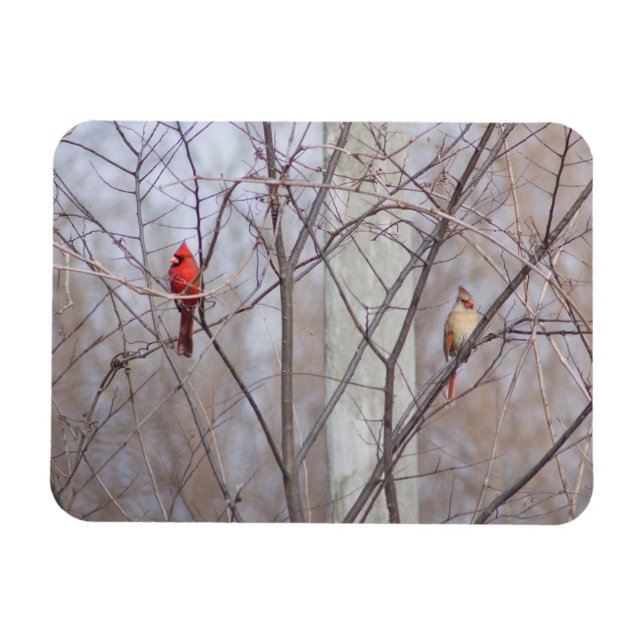 Magnet Flexible Cardinal family (Horizontal)