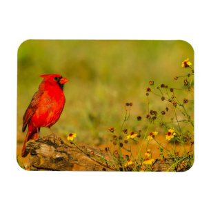 Magnet Flexible Cardinal masculin sur le journal