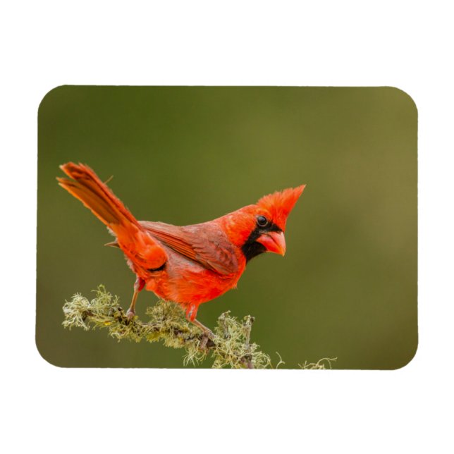 Magnet Flexible Cardinal masculin sur le membre (Horizontal)