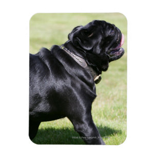 Magnet Flexible Carlin noir haletant tout en marchant