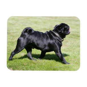 Magnet Flexible Carlin noir haletant tout en marchant