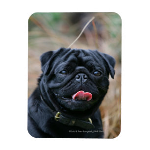 Magnet Flexible Carlin noir haletant tout en regardant