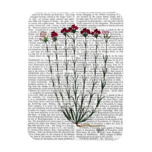 Magnet Flexible Carnation italienne 4