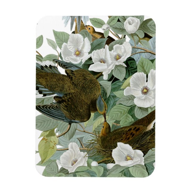 Magnet Flexible Carolina Pigeon Audubon Morning Dove (Vertical)