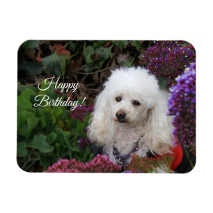 Magnet Flexible Carte magnétique du chien de caniche d'anniversai