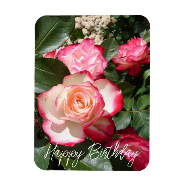Magnet Flexible Carte Rose de fleurs Roses rouge et blanc (Vertical)
