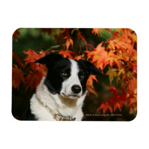 Magnet Flexible Casque Collie Automne Bordure