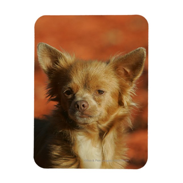 Magnet Flexible Casquette Chihuahua Puppy (Vertical)