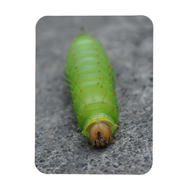 Magnet Flexible Caterpillar Extraordinaire - Antheraea Polyphemus (Vertical)