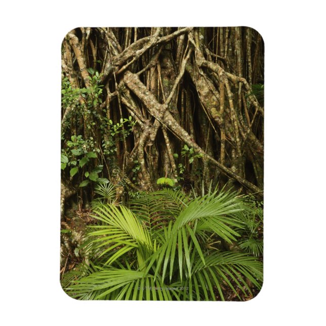 Magnet Flexible Cathédrale Fig, Yungaburra, Atherton Tableland (Vertical)