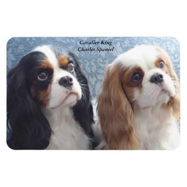 Magnet Flexible Cavalier King Charles Spaniel Aimant flexible (Horizontal)