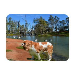 Magnet Flexible Cavalier Spaniel Et Pélicans,