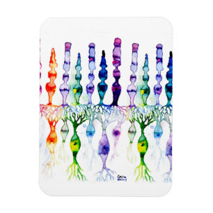 Magnet Flexible Cellules cônes cellules tiges et neurone bipolaire