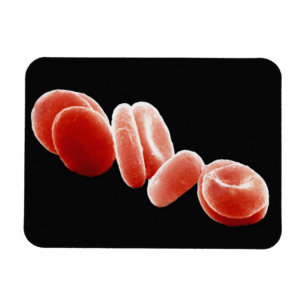Magnet Flexible Cellules de sang rouges