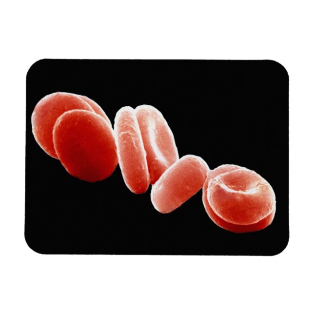 Magnet Flexible Cellules de sang rouges (Horizontal)