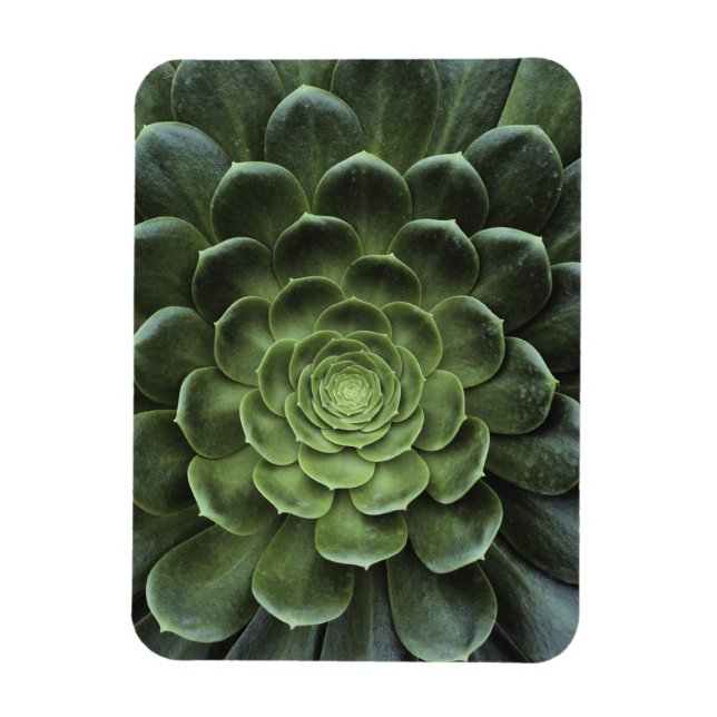 Magnet Flexible Centre de Cactus (Vertical)