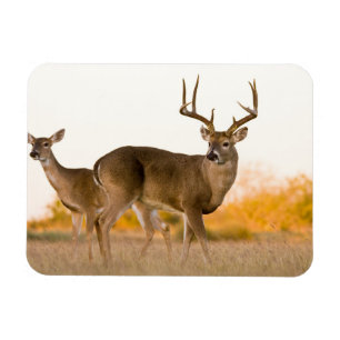 Magnet Flexible Cerf à queue blanche   Automne au Texas