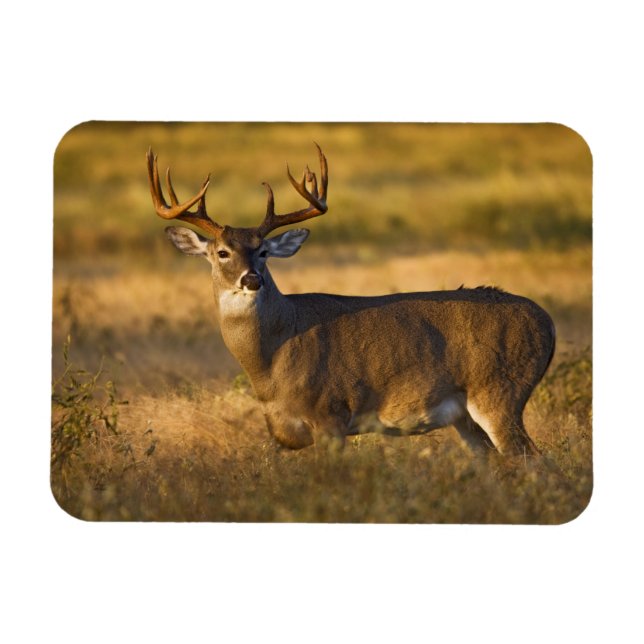 Magnet Flexible Cerf à queue blanche (Odocoileus virginianus) adul (Horizontal)