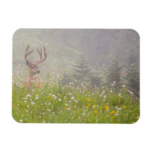 Magnet Flexible Cerf Buck   Parc national du mont Rainier