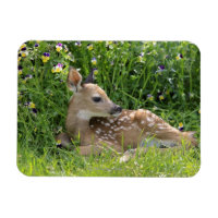 Cerf de Virginie (Odocoileus virginianus)