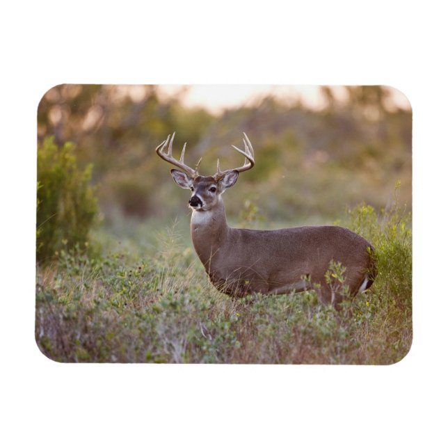 Magnet Flexible cerf de Virginie (Odocoileus virginianus) mâle 2 (Horizontal)