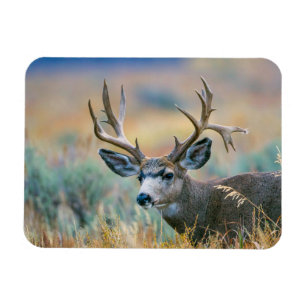 Magnet Flexible Cerf Mule Buck Parc national de Grand Teton Wyom
