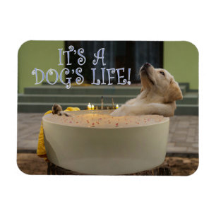 Magnet Flexible C'est un aimant pour la vie des chiens