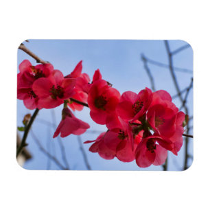 Magnet Flexible Chaenomeles speciosa