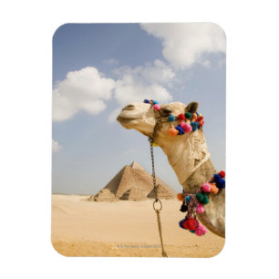 Magnet Flexible Chameau avec des pyramides Gizeh, Egypte