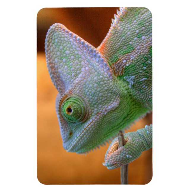 Magnet Flexible Chameleon du Yémen voilé (Vertical)