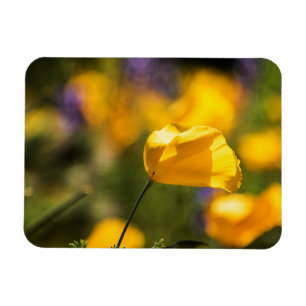 Magnet Flexible Champ de pavots dansants