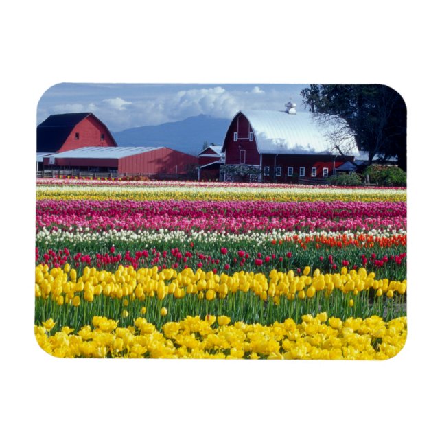 Magnet Flexible Champ de tulipes (Horizontal)