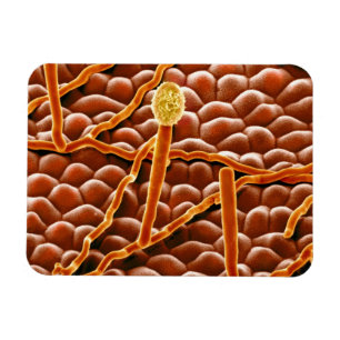 Magnet Flexible Champignon de rouille pulvérulente sur la