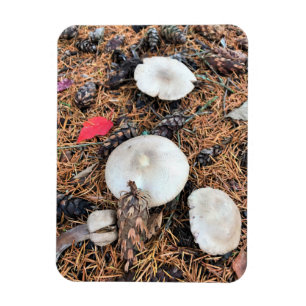 Magnet Flexible Champignons et cônes de pin