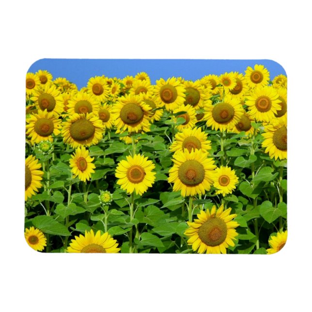 Magnet Flexible Champs de tournesol (Horizontal)