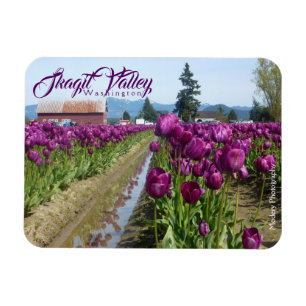 Magnet Flexible Champs de tulipe (pourpres) et grange (vallée de