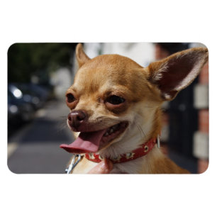 Magnet Flexible Charlie Chihuahua