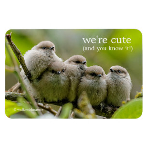 Magnet Flexible Charme de coeur Cute Bushtits Songbirds Photo de f