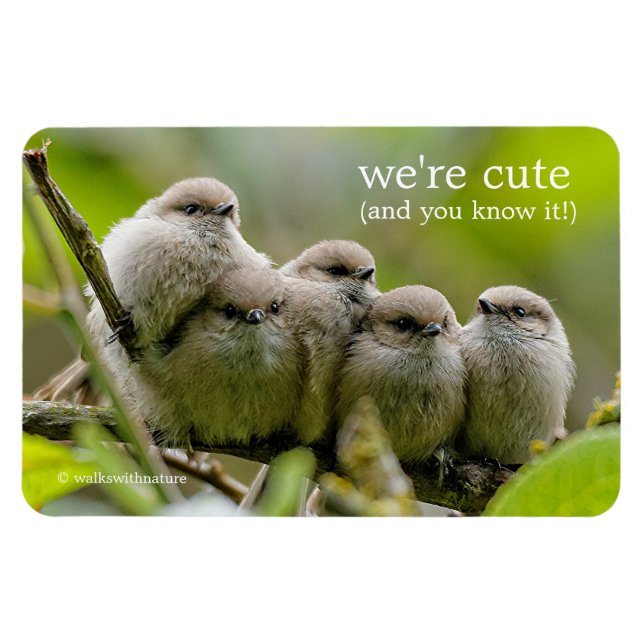 Magnet Flexible Charme de coeur Cute Bushtits Songbirds Photo de f (Horizontal)
