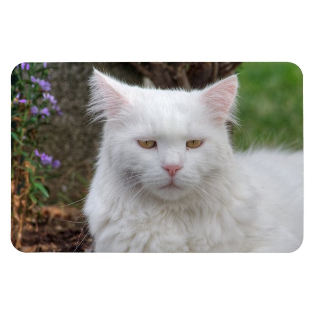 Magnet Flexible Chat blanc grave (Horizontal)