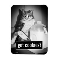 Chat Boire Du Lait De Jug