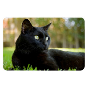 Magnet Flexible Chat noir aux yeux verts appréciant l'extérieur