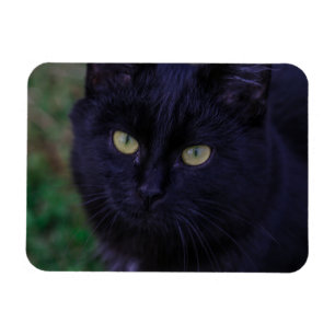 Magnet Flexible Chat Noir Chat Chat Chat Cute Yellow Yellow Yellow