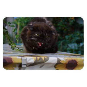 Magnet Flexible Chat noir en colère