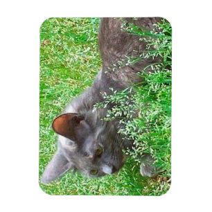 Magnet Flexible Chat Tortie gris