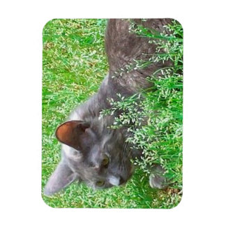 Magnet Flexible Chat Tortie gris